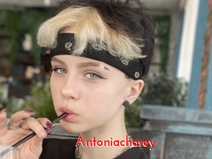 Antoniachasey