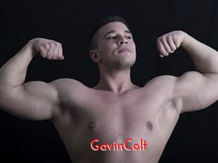 GavinColt